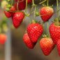 100 PCS Seeds Super Giant Red Strawberry Fruit