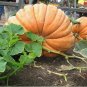 20 PCS Seeds Super Large Pumpkin