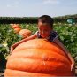 20 PCS Seeds Super Large Pumpkin