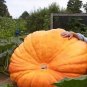 20 PCS Seeds Super Large Pumpkin