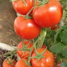 100 PCS Seeds Super Rare Red AURIA Tomato