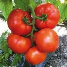 100 PCS Seeds Super Rare Red Giant Competition Tomato