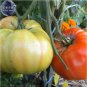 100 PCS Seeds Super Rare Red Giant Competition Tomato