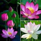 1 PCS Seeds Super Red Bonsai Lotus Nelumbo Nucifera Flower