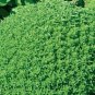 30 PCS Seeds Super Small Thin Leaf Basil Herb Fine Minette Organic