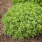30 PCS Seeds Super Small Thin Leaf Basil Herb Fine Minette Organic