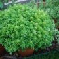 30 PCS Seeds Super Small Thin Leaf Basil Herb Fine Minette Organic