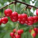60 PCS Seeds Super Sweet Bonsai Cherry Fruits 60 PCS Seeds Super Sweet Bonsai Cherry Fruits
