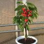 60 PCS Seeds Super Sweet Bonsai Cherry Fruits