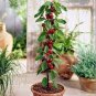 60 PCS Seeds Super Sweet Bonsai Cherry Fruits