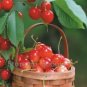 60 PCS Seeds Super Sweet Bonsai Cherry Fruits