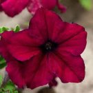 100 PCS Seeds Supercascade Burgundy Dark Red Petunia Annual Flowers