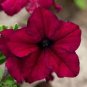 100 PCS Seeds Supercascade Burgundy Dark Red Petunia Annual Flowers
