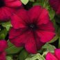 100 PCS Seeds Supercascade Burgundy Dark Red Petunia Annual Flowers