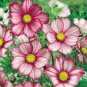 10 PCS Seeds Susan Seeds Rose Red Flowers with Black Eye