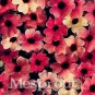 10 PCS Seeds Susan Seeds Rose Red Flowers with Black Eye