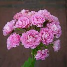 10 PCS Seeds Swanland Pink Australien Pink Rosebud Zonal Geranium Flower 10 PCS Seeds Swanland Pink Australien Pink Rosebud Zonal Geranium Flower