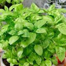 20 PCS Seeds Sweet (Common) Basil 20 PCS Seeds Sweet (Common) Basil