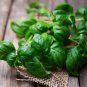 20 PCS Seeds Sweet (Common) Basil