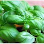 20 PCS Seeds Sweet (Common) Basil