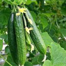 6 PCS Seeds Sweet and Succulent Dutch Cucumber 6 PCS Seeds Sweet and Succulent Dutch Cucumber