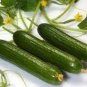 6 PCS Seeds Sweet and Succulent Dutch Cucumber