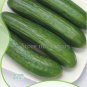 6 PCS Seeds Sweet and Succulent Dutch Cucumber