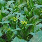 260 PCS Seeds Sweet and Tender Choy Sum Organic Cabbage 260 PCS Seeds Sweet and Tender Choy Sum Organic Cabbage
