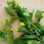 260 PCS Seeds Sweet and Tender Choy Sum Organic Cabbage