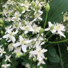 100 PCS Seeds Sweet Autumn Clematic 100 PCS Seeds Sweet Autumn Clematic
