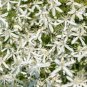 100 PCS Seeds Sweet Autumn Clematic