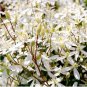 100 PCS Seeds Sweet Autumn Clematic
