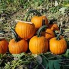 8 PCS Seeds Sweet Baby Pumpkin 8 PCS Seeds Sweet Baby Pumpkin