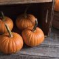 8 PCS Seeds Sweet Baby Pumpkin