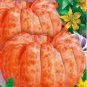 8 PCS Seeds Sweet Baby Pumpkin