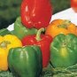 30 PCS Seeds Sweet Bell Pepper Mixed