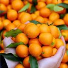 20 PCS Seeds Sweet Citrus Tangerina 20 PCS Seeds Sweet Citrus Tangerina