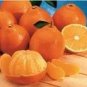 20 PCS Seeds Sweet Citrus Tangerina