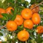 20 PCS Seeds Sweet Citrus Tangerina