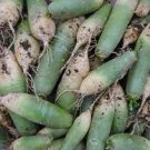 2 PCS Seeds Sweet Green Radish Chinese Turnip Organic Green Vegetable 2 PCS Seeds Sweet Green Radish Chinese Turnip Organic Green Vegetable