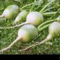 2 PCS Seeds Sweet Green Radish Chinese Turnip Organic Green Vegetable
