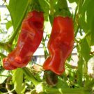 200 PCS Seeds Sweet Hot Pepper Chili 200 PCS Seeds Sweet Hot Pepper Chili