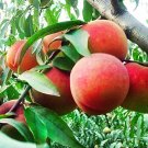 2 PCS Seeds Sweet Juicy Peach Tree 2 PCS Seeds Sweet Juicy Peach Tree