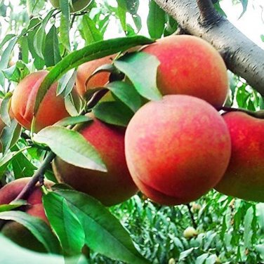 2 PCS Seeds Sweet Juicy Peach Tree