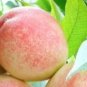 2 PCS Seeds Sweet Juicy Peach Tree