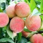 2 PCS Seeds Sweet Juicy Peach Tree