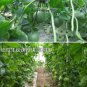 500 PCS Seeds Sweet Melon 'Luzun' Hybrid Fruit