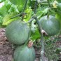500 PCS Seeds Sweet Melon 'Luzun' Hybrid Fruit
