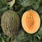 70 PCS Seeds Sweet Melon Orange Inside Green Skin Organic Fruit 70 PCS Seeds Sweet Melon Orange Inside Green Skin Organic Fruit