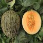 70 PCS Seeds Sweet Melon Orange Inside Green Skin Organic Fruit